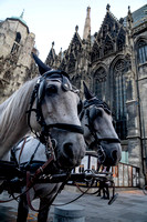Horses in front of the Stephansdom, Vienna Austria