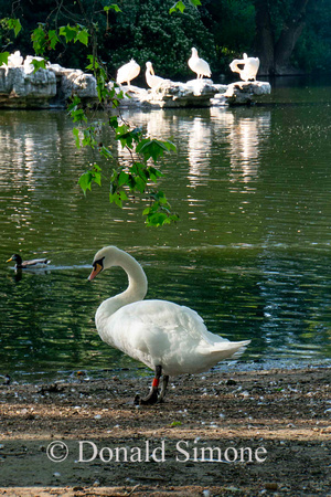 St. James Park, London