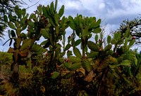 Catcus plants just outside San Miguel.