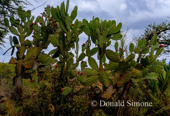 Catcus plants just outside San Miguel.